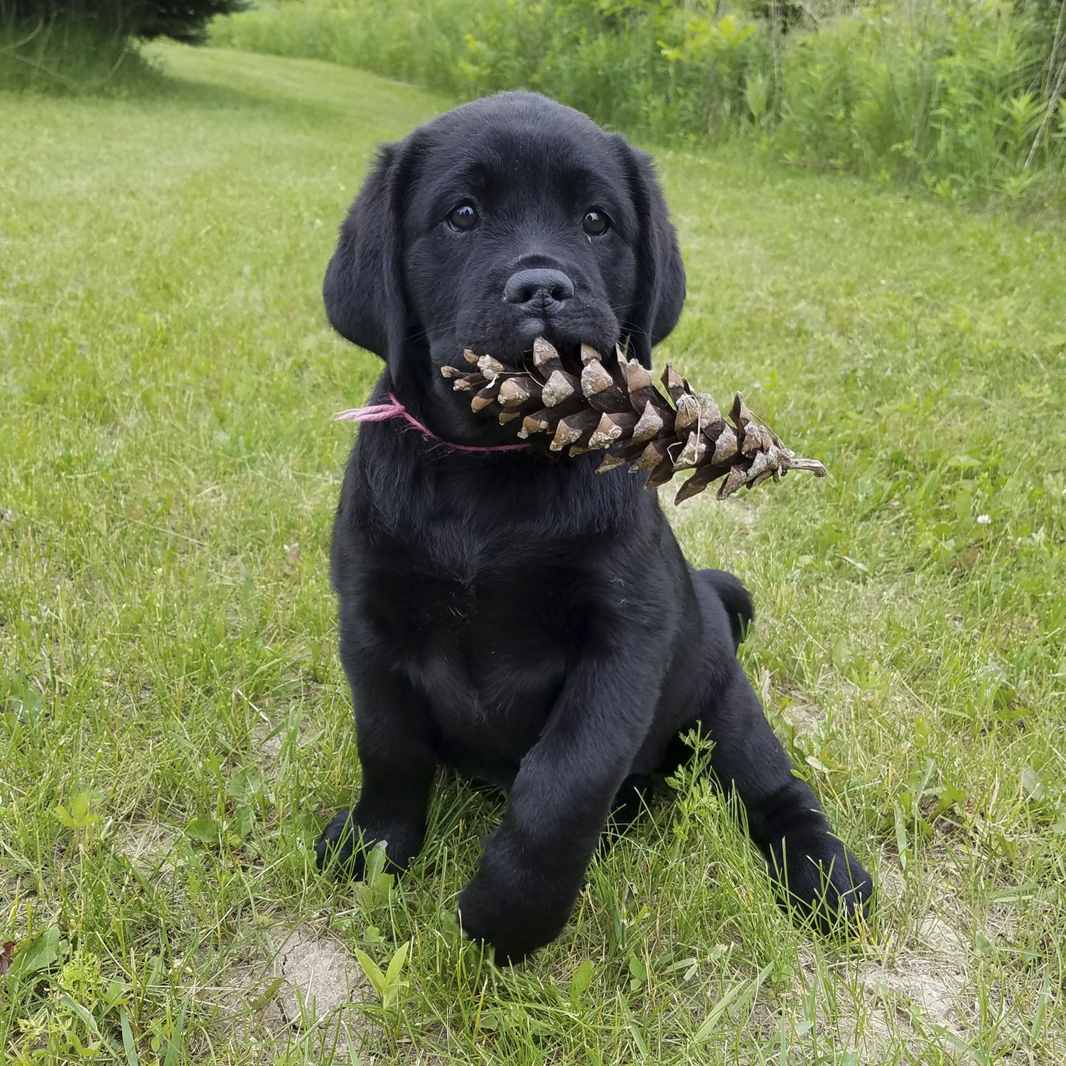 Pet Supplies Archives Farmstead Outdoors