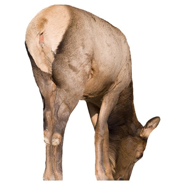 Montana Decoy Miss September Feeding Cow Elk 0034