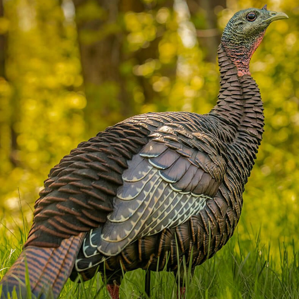 AvianX Turkey Decoy HDR Hen Breeder, Lookout AVX8106 Farmstead Outdoors