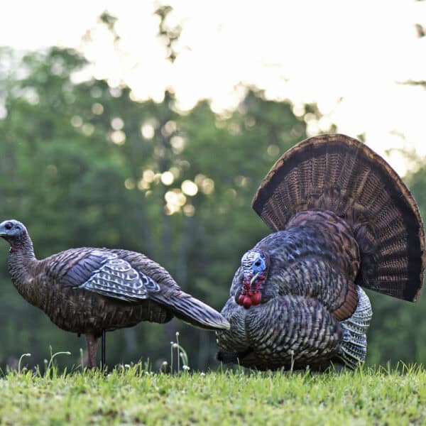 Avian-X Turkey Decoy LCD Strutter Tom AVX8004