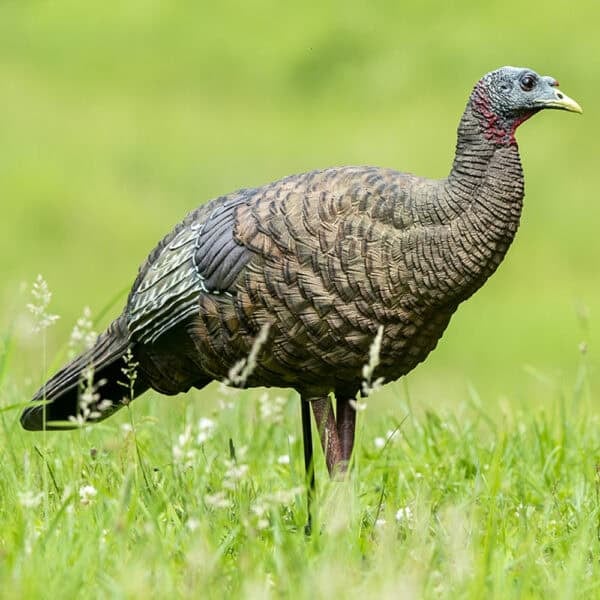 Avian-X Turkey Decoy LCD Breeder Hen AVX8008