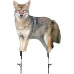 Montana Decoy Song Dog Coyote 0079
