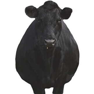 Montana Decoy Bessie Moo Cow Black 0081