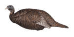 Flextone Thunder Chick Breeder Turkey Decoy FLXDY331