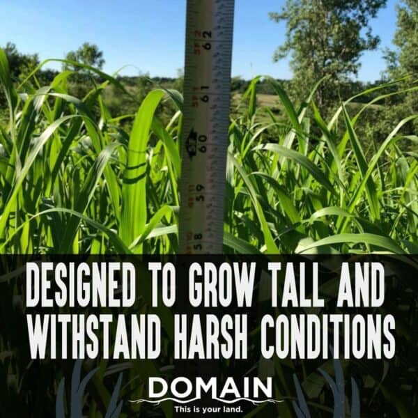 Domain Outdoor Food Plot Seed Incognito 1/4 Acre, Create Concealment to and from Stand or Plot - Image 2