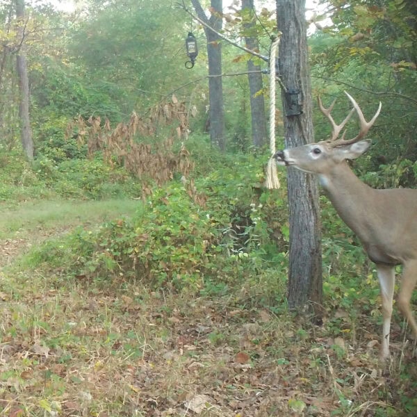 Wildlife Research Golden Rope Magnum Scrape Dripper