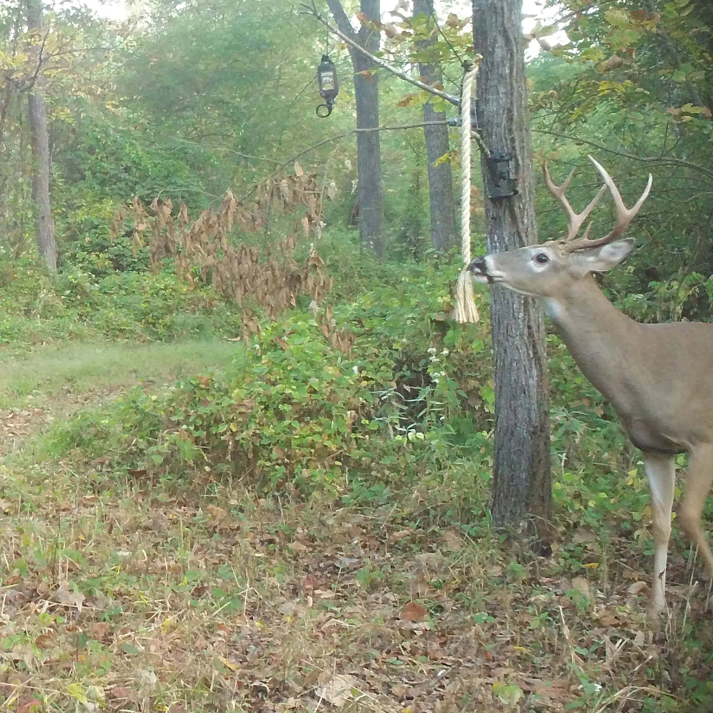 Wildlife Research Golden Rope Magnum Scrape Dripper